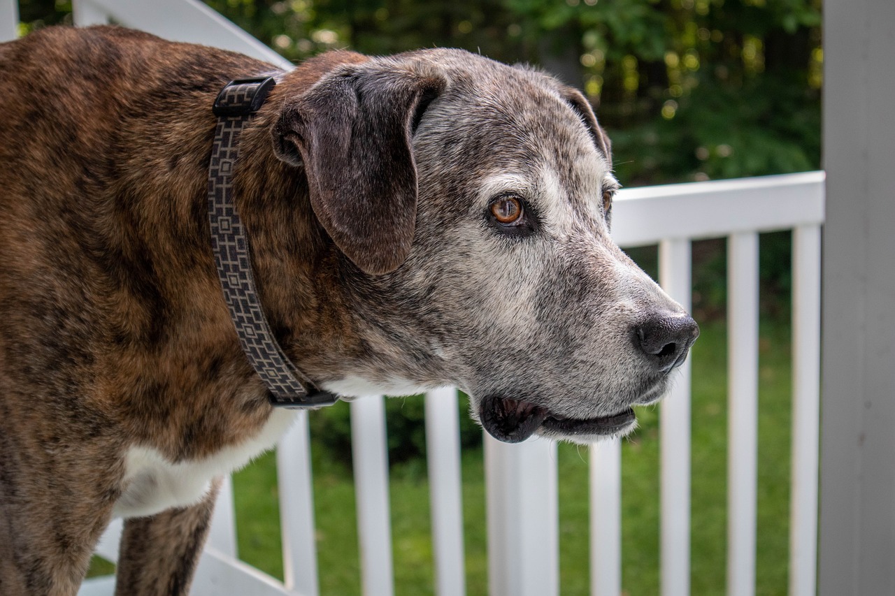 The Unique Features of the Hound Mix Breeds